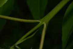 Zanthoxyloideae