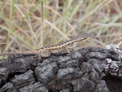 Sceloporus squamosus