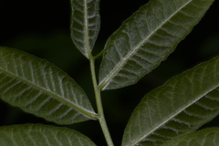 Zanthoxyloideae
