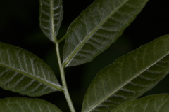 Zanthoxyloideae