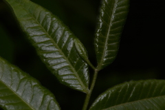 Zanthoxyloideae