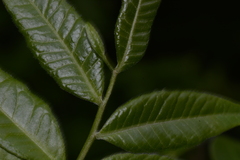 Zanthoxyloideae