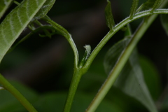 Zanthoxyloideae