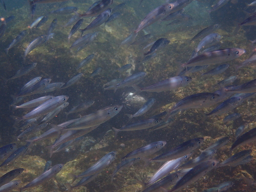 Decapterus macrosoma