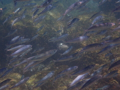 Decapterus macrosoma