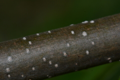 Zanthoxyloideae