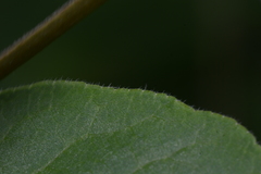 Zanthoxyloideae