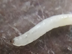 Mycetophila cingulum