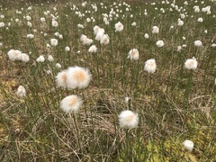 Eriophorum chamissonis