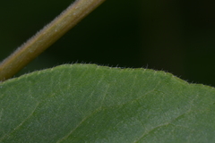 Zanthoxyloideae