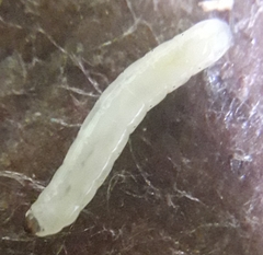 Mycetophila cingulum