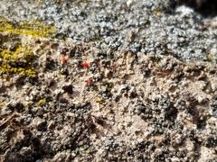 Balaustium