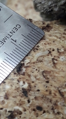 Mycetophila cingulum