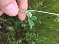 Trifolium striatum