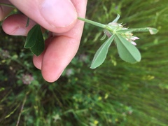 Trifolium striatum