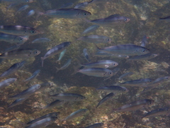 Decapterus macrosoma