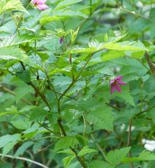 Rubus spectabilis spectabilis