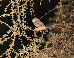 Otus senegalensis