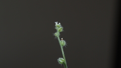 Cryptantha affinis