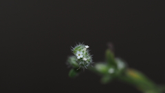 Cryptantha affinis