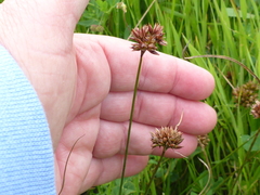 Juncus occidentalis