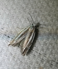 Eucosma fulvotegulana