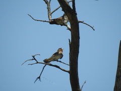 Petrochelidon pyrrhonota