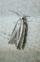 Eucosma fulvotegulana