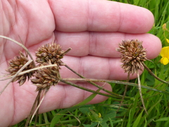 Juncus occidentalis