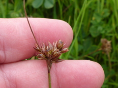 Juncus occidentalis