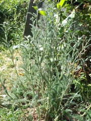 Angiospermae