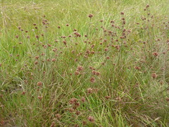 Juncus occidentalis