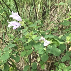 Penstemon glandulosus