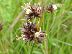 Juncus phaeocephalus phaeocephalus