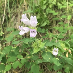 Penstemon glandulosus