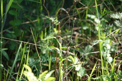 Leucorrhinia intacta