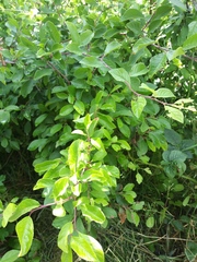 Angiospermae