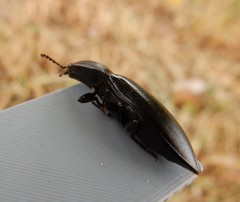 Melanactes densus