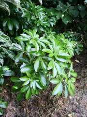Angiospermae