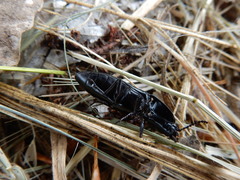 Melanactes densus