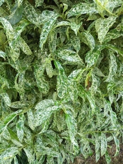 Angiospermae