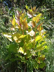 Angiospermae
