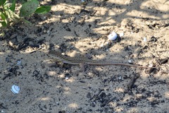 Acanthodactylus boskianus asper