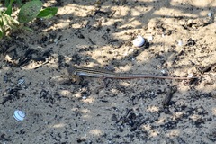 Acanthodactylus boskianus asper