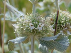 Marrubium incanum