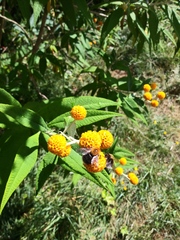 Bombus hypnorum