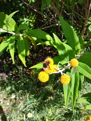 Bombus hypnorum