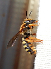 Rhodanthidium septemdentatum