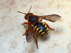Rhodanthidium septemdentatum