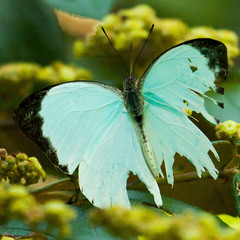Nepheronia thalassina